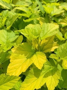 Aranylombú hólyagvessző