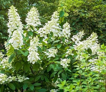 Tradiva bugás hortenzia