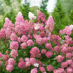 Pink Diamond  bugás hortenzia