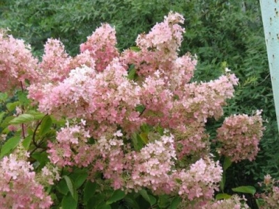  Pink Lady bugás hortenzia