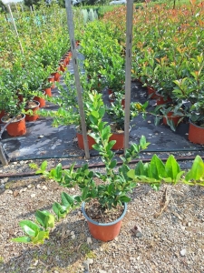 Texanum japán fagyal