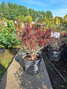 Admiration japán vérborbolya