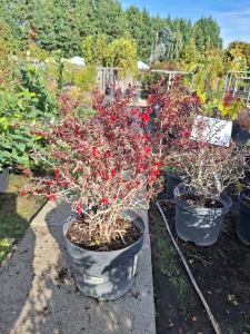 Admiration japán vérborbolya