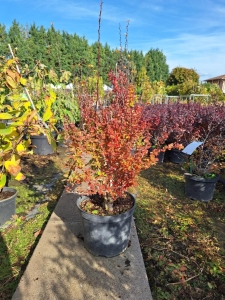 Arany fáklya japán borbolya