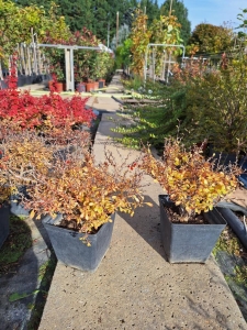 Lemon Star japán borbolya