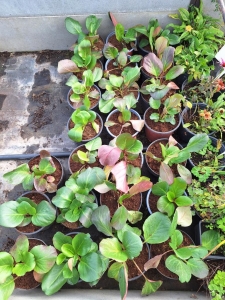 Bressingham Ruby bőrlevél