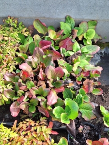 Winterglut bőrlevél