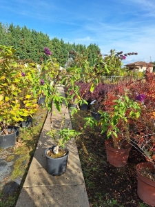 Royal Red nyáriorgona