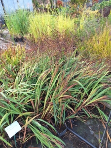 Ireland sáfrányfű