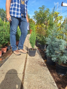 Karcsú európai ciprus