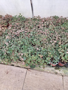 Kénsárga tündérvirág