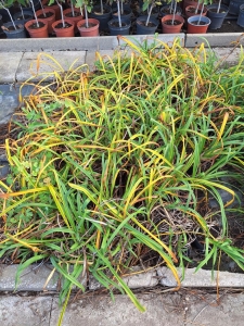 Fooled Me sásliliom