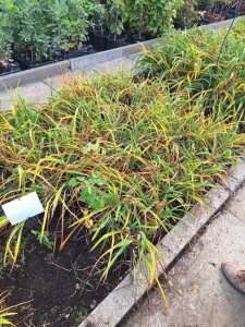 Pink Puff sásliliom