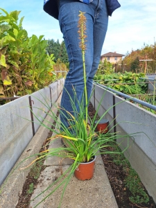 Banana Popsicle fáklyaliliom