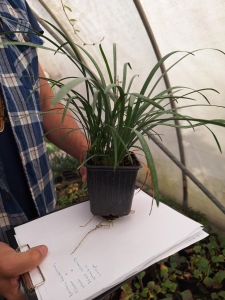 Gyöngyikés gyepliliom