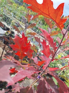 Amerikai vörös tölgy