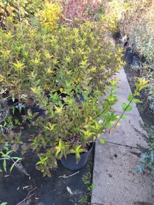 Rózsaszín dúsvirágú rózsalonc