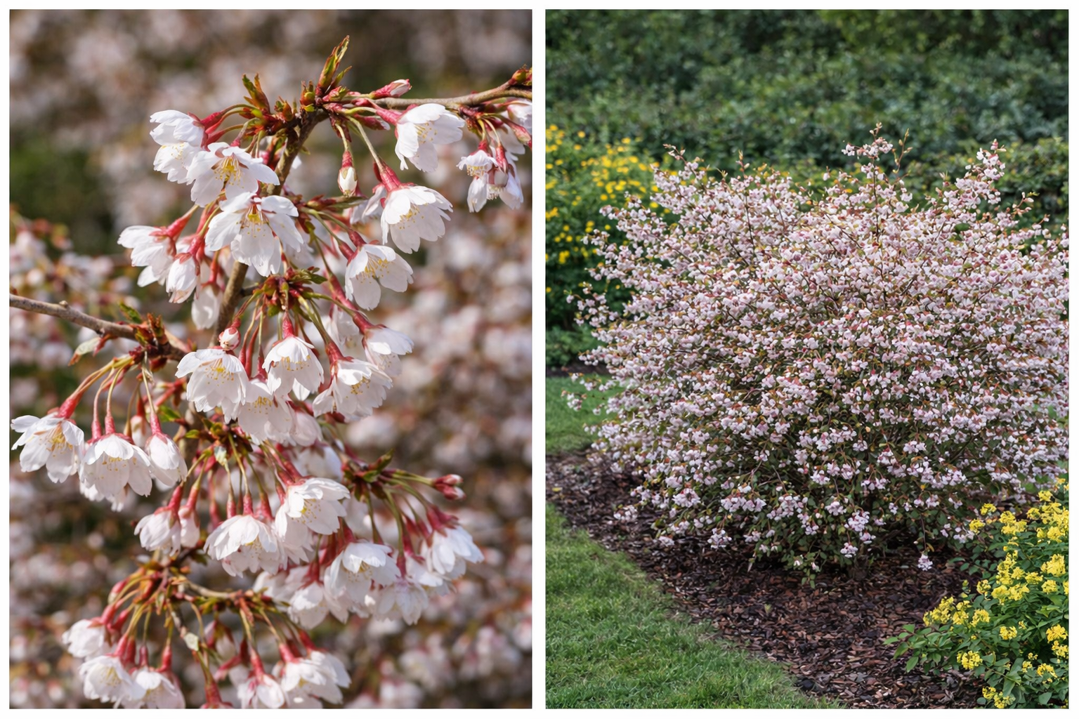 Kojo-no-mai Fuji díszcseresznye