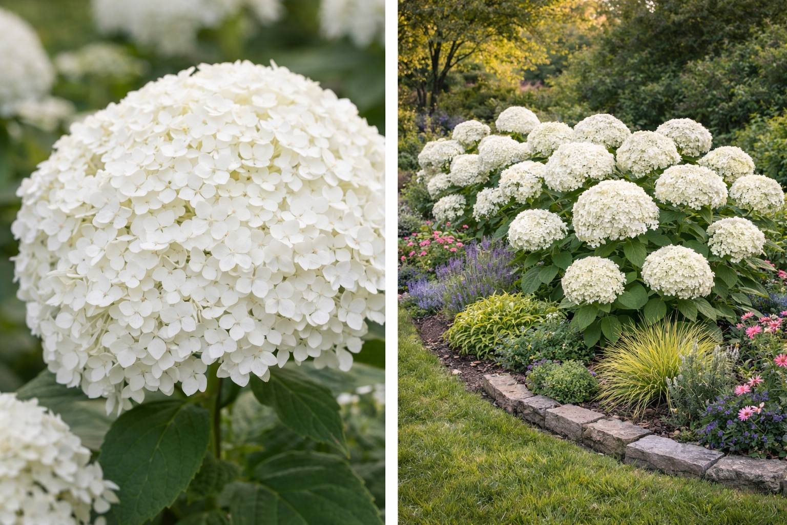 Annabell cserjés hortenzia