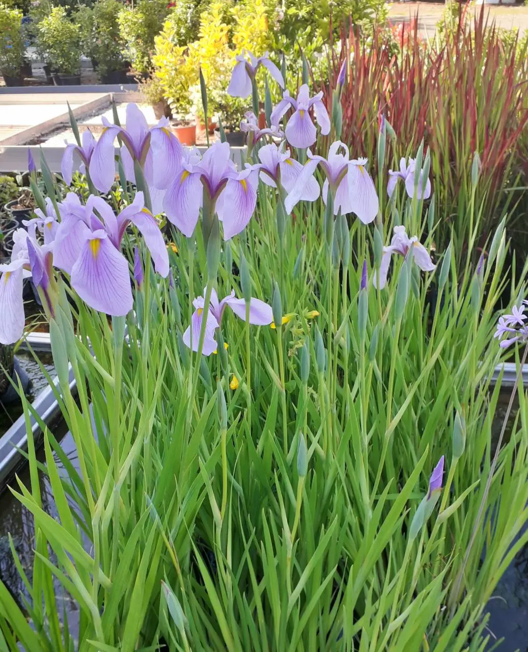 Rose Queen japán nőszirom