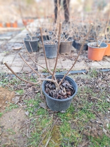 Unique bugás hortenzia