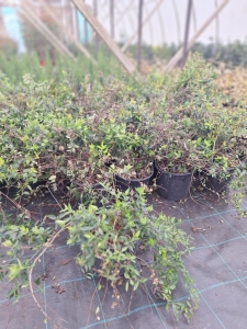 Nagyvirágú tárnicslonc