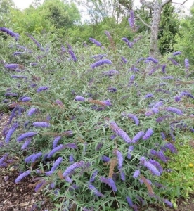 Nanho Blue nyáriorgona
