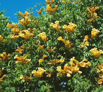 Sárga trombitafolyondár