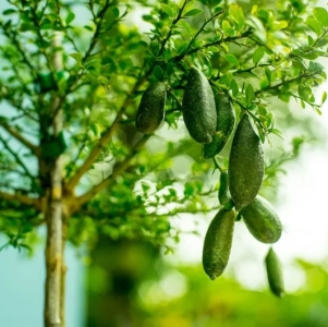 Kaviár citrom, ausztál citrom