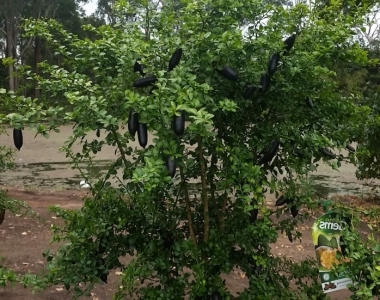 Kaviár citrom, ausztál citrom