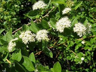 Sárgavesszejű tarackoló som