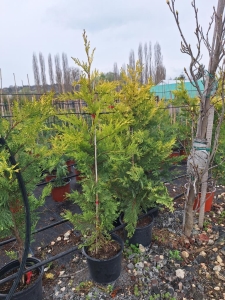 Sárgalombú leyland ciprus