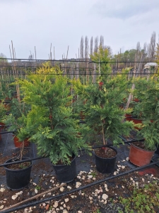 Sárgalombú leyland ciprus