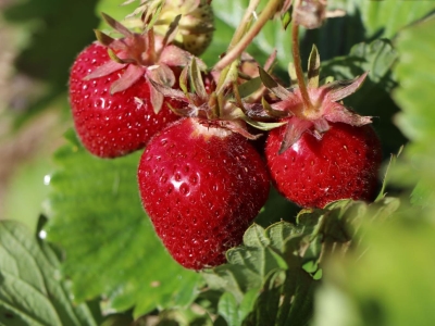 Válogatott eperpalánta csomag