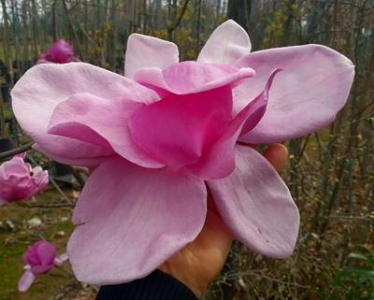 Ann"s Delight liliomfa