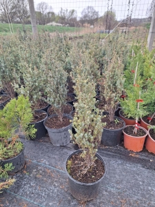 Karcsú oszlopos közönséges boróka