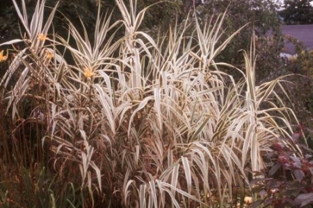 Tarka levelű olasznád