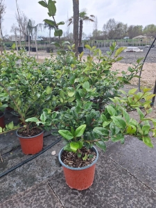 Texanum japán fagyal