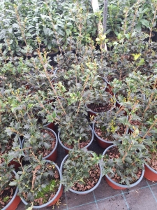 Változékonylevelű illatcserje