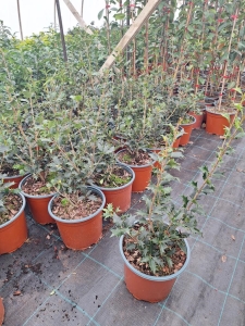 Változékonylevelű illatcserje