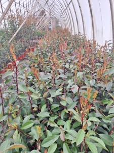 Bíborpiros korallberkenye