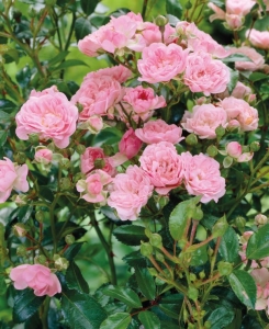 Rózsaszín talajtakaró rózsa