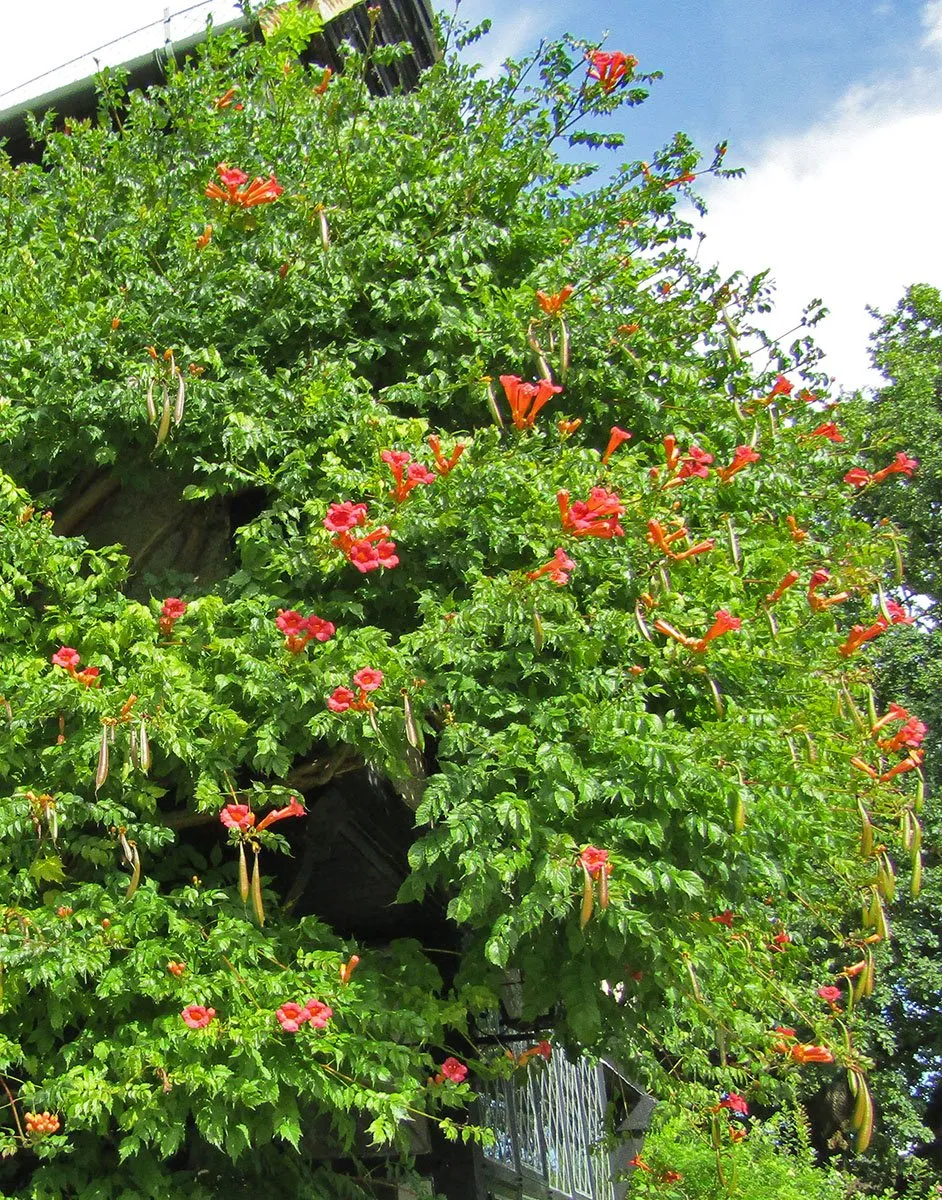 Gábor sötétpiros virágú trombitafolyondár
