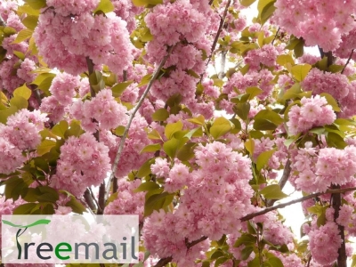 Telt virágú rózsaszín japándíszcseresznye