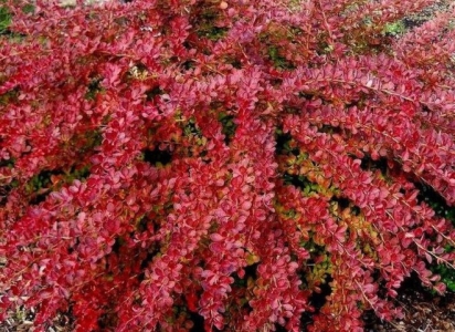 Vörös ékszerborbolya