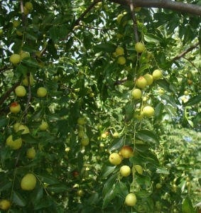 Dongzao kínai datolya