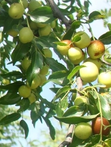 Dongzao kínai datolya