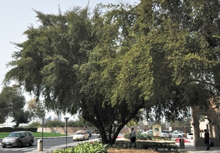 Dongzao kínai datolya