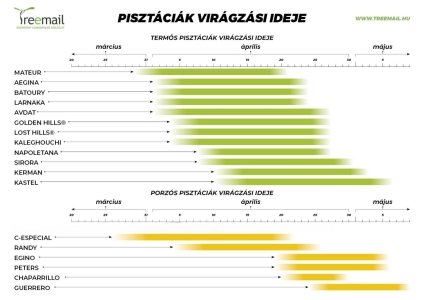 Larnaka termős pisztácia