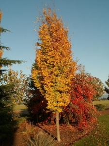 Persian Spire perzsa varázsfa